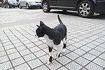小猫