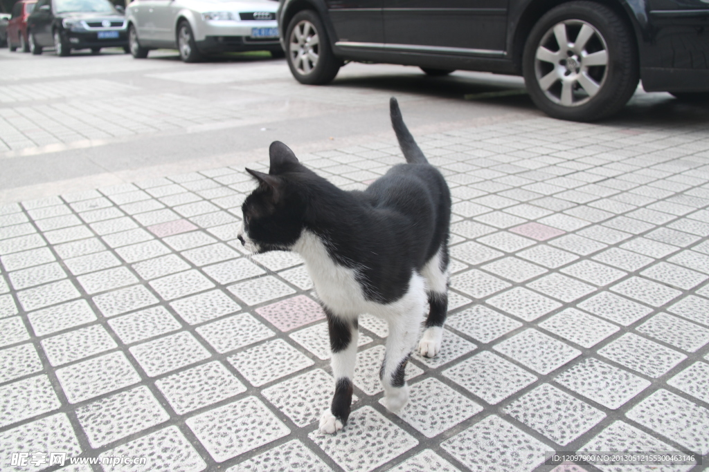 小猫