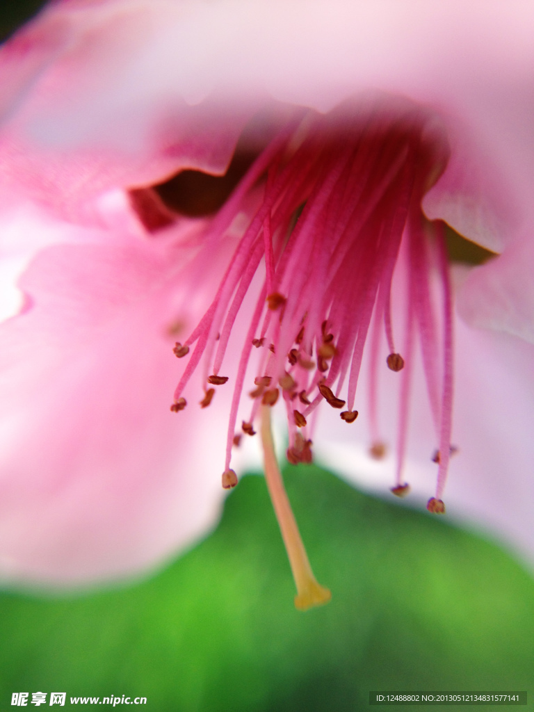 微距 花卉 花心