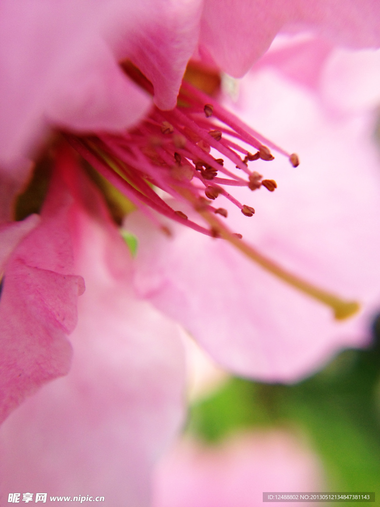 微距 花卉 花心