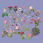 花的世界