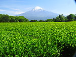 富士山 春色
