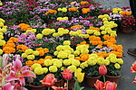 花 花卉 菊花