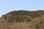 高山草甸