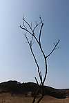 树枝