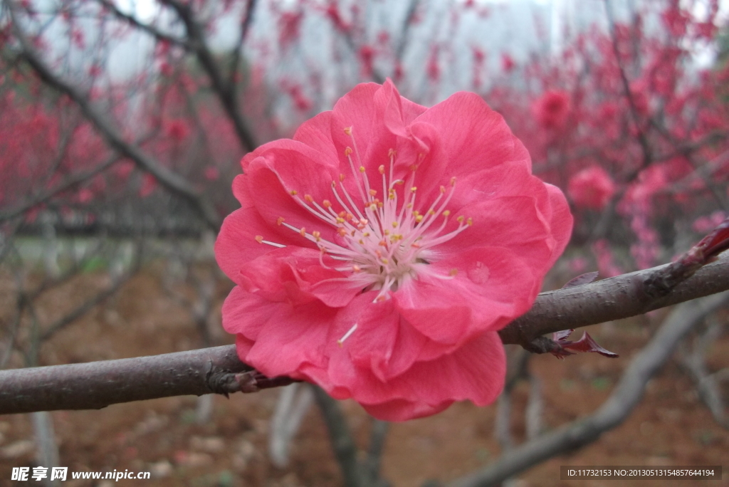 梅花