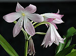 玉米兰花开