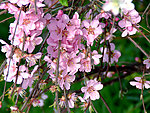 校园榆叶梅花