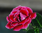 红色芙蓉