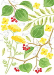 绿野仙花