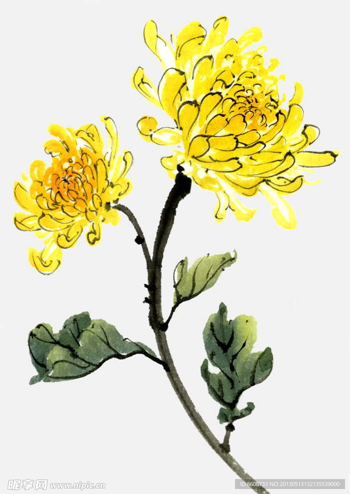 菊花