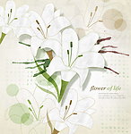 百合花