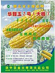 玉米种宣传单