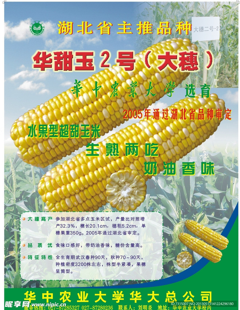 玉米种宣传单