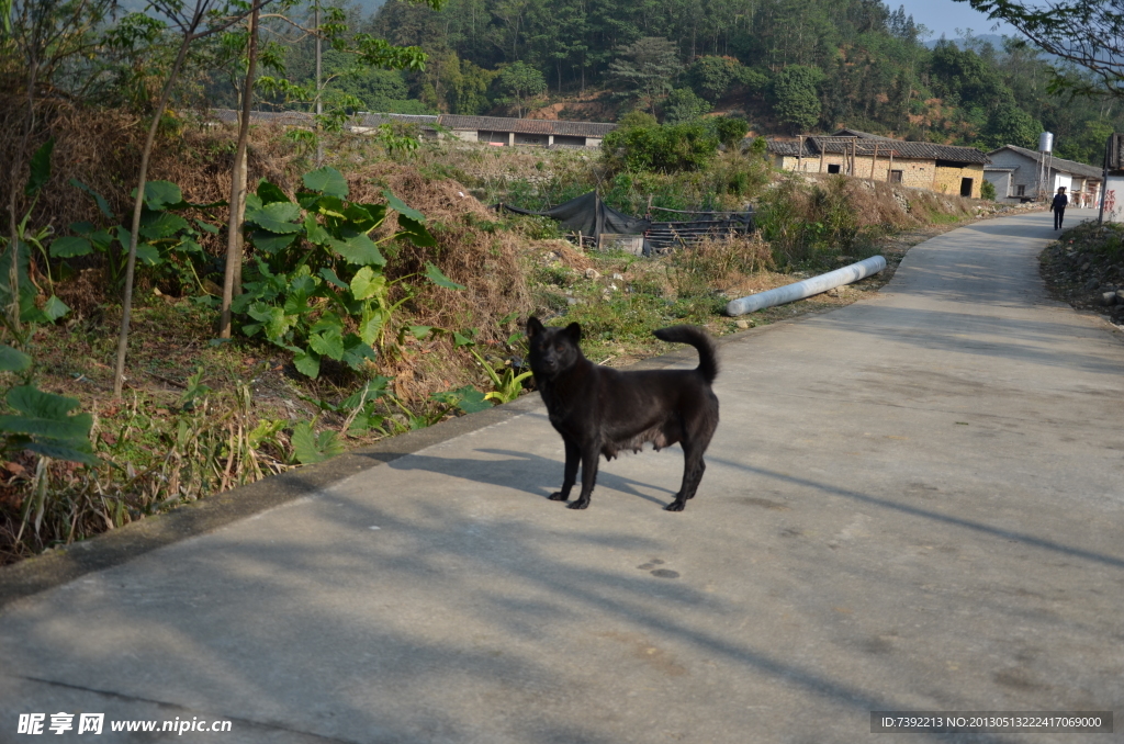 小黑狗