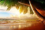 黎明海边椰树