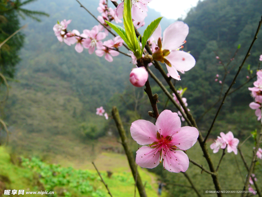 桃花