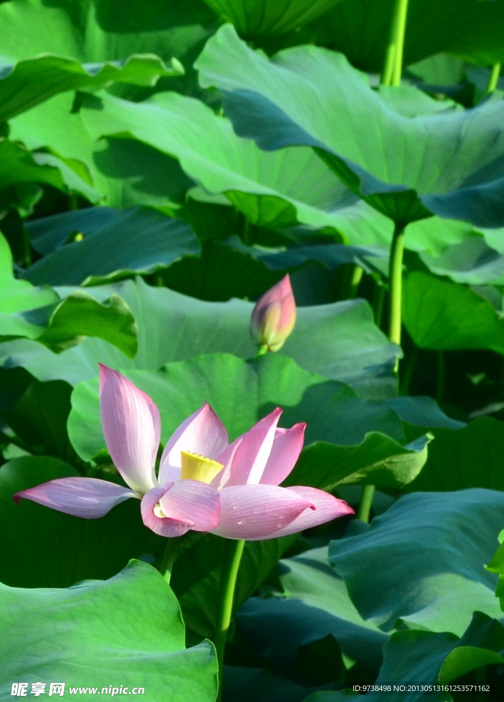 荷花