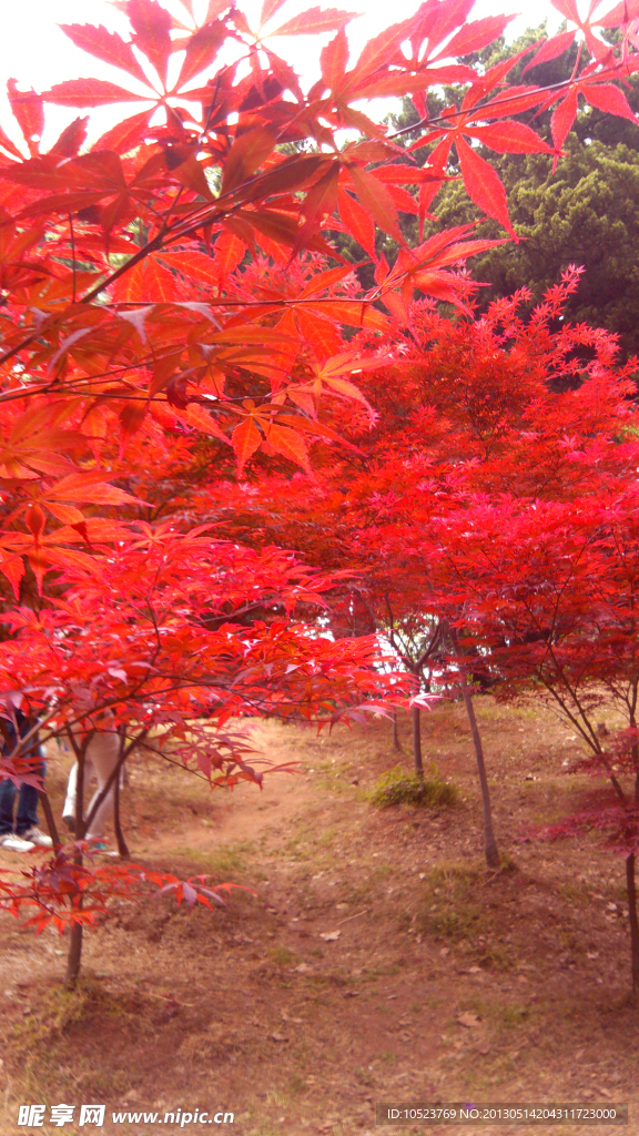 枫叶红