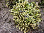 苔藓