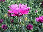 非洲菊