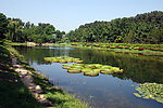 圆明园夏天风景