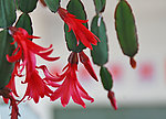 蟹爪蓝花