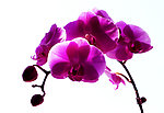 蝴蝶蓝花