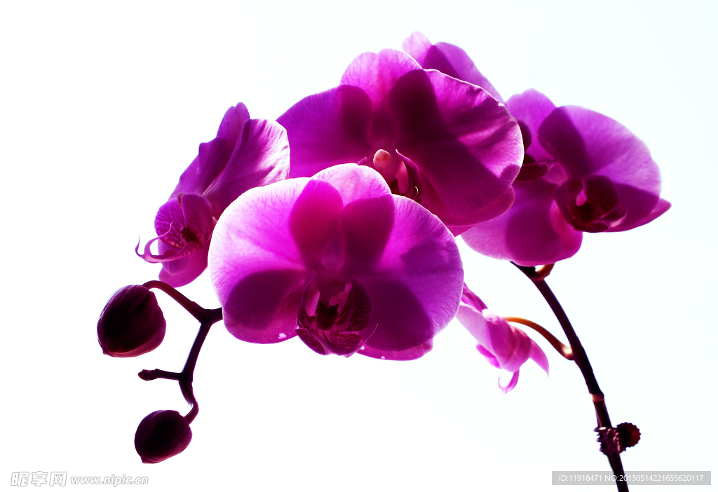 蝴蝶蓝花