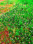 山花地