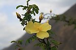 山间野花