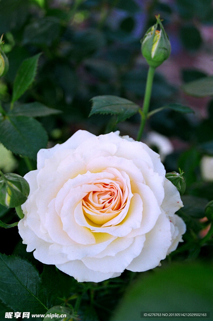 白色月季花