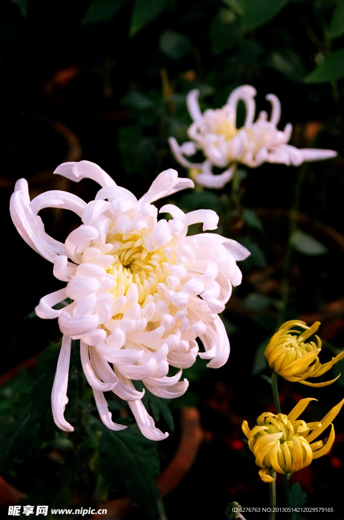 菊花