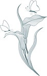 蝴蝶花卉