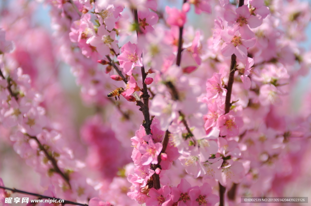 桃花