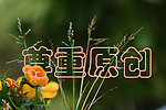 干草与黄花