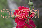 红玫瑰