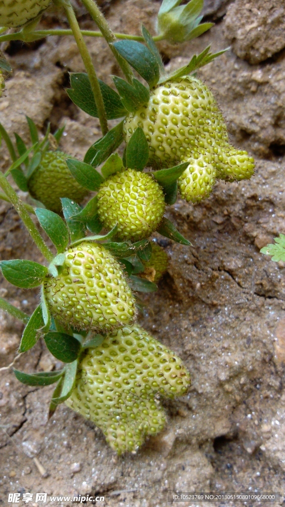 青草莓