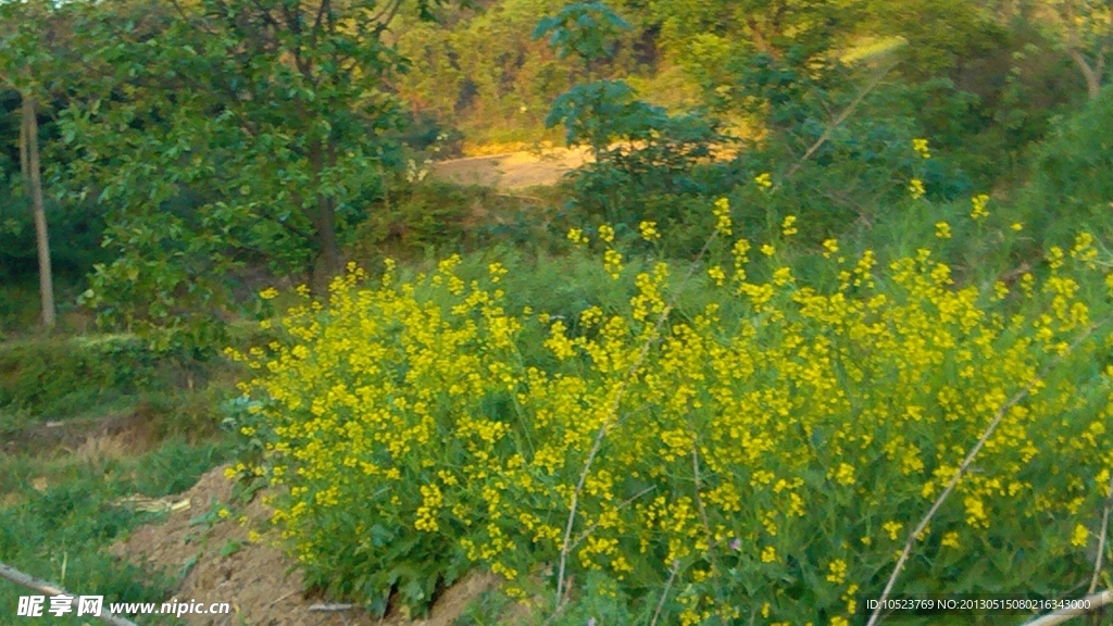 油菜花开