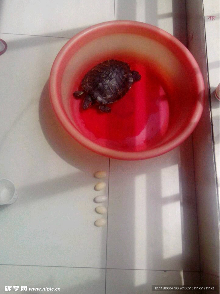 下蛋的乌龟