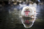 试水猴子