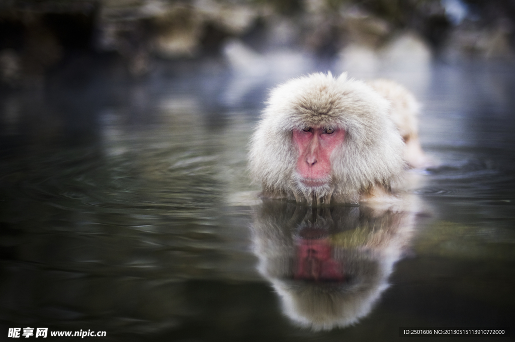 试水猴子