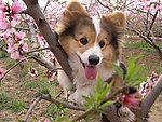 桃花小狗