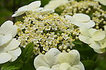 琼花