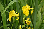 黄花鸢尾
