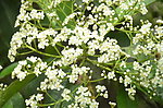 石楠