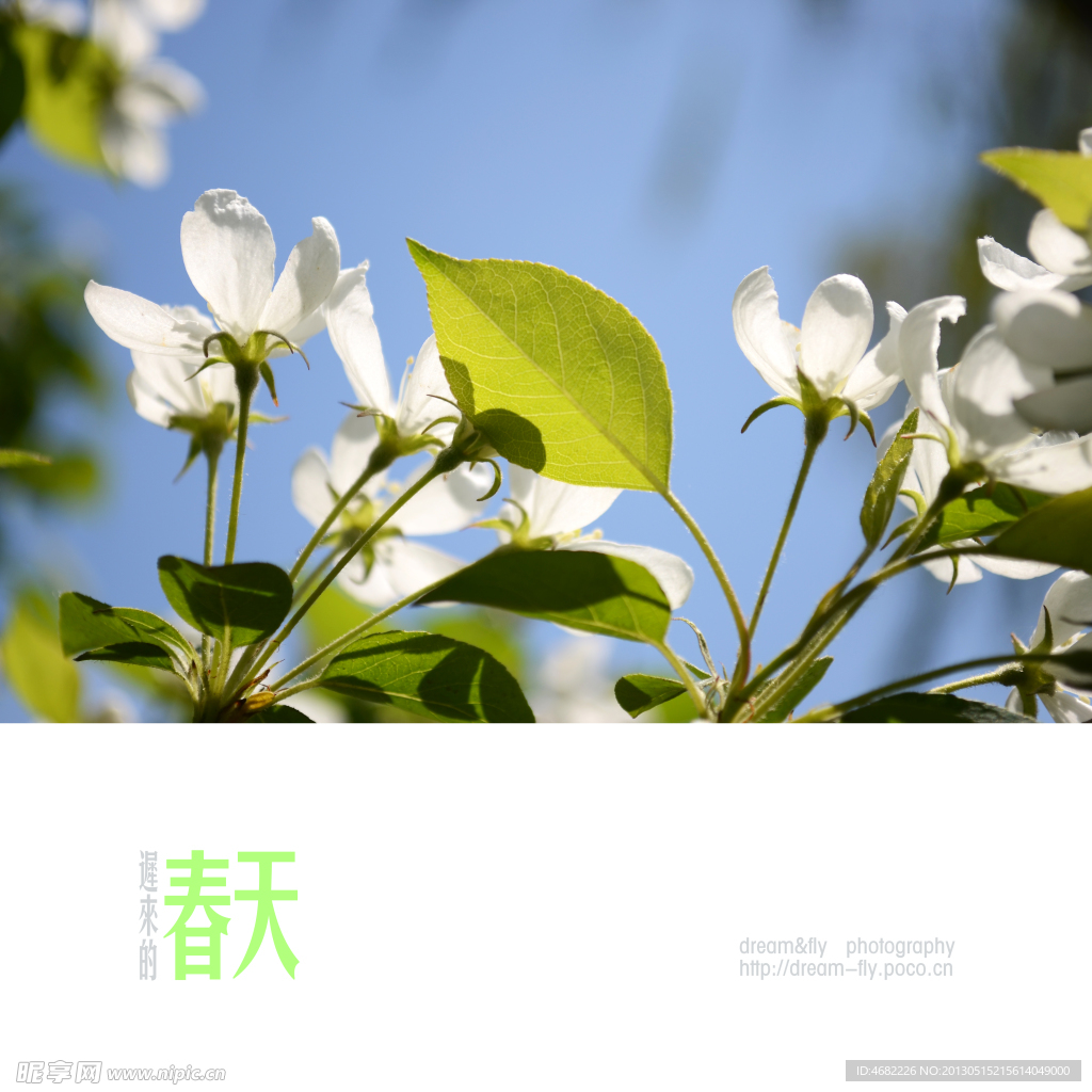 梨花与叶子