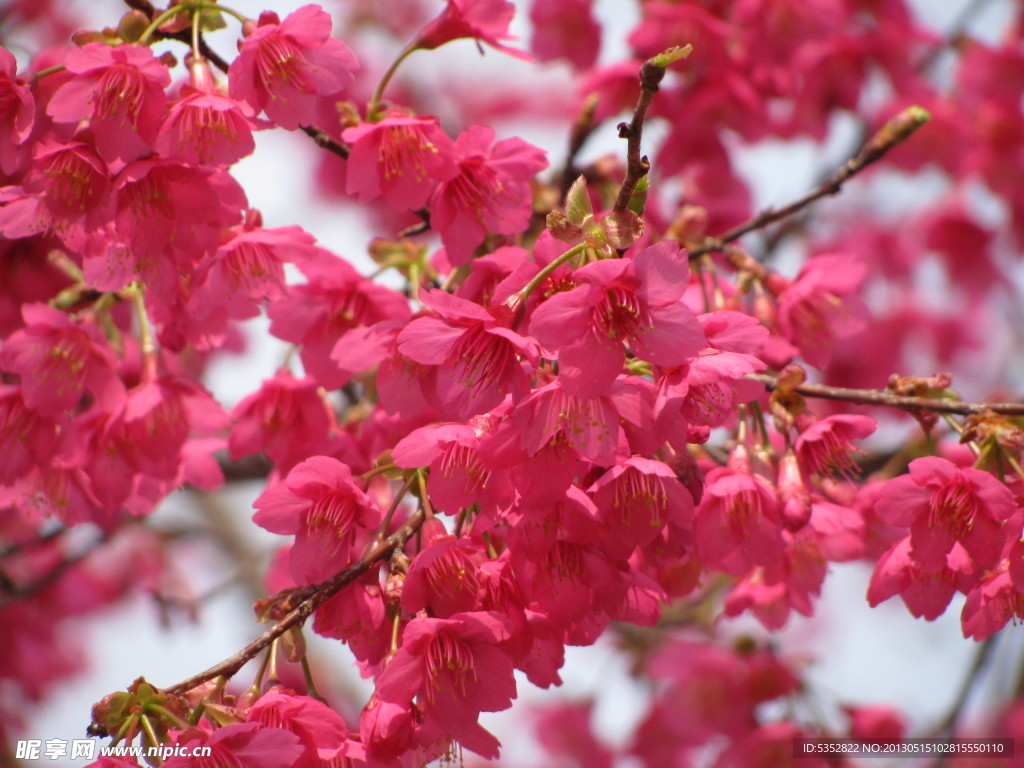 樱花