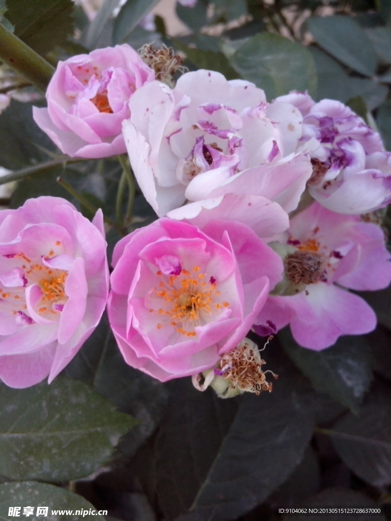 月季花