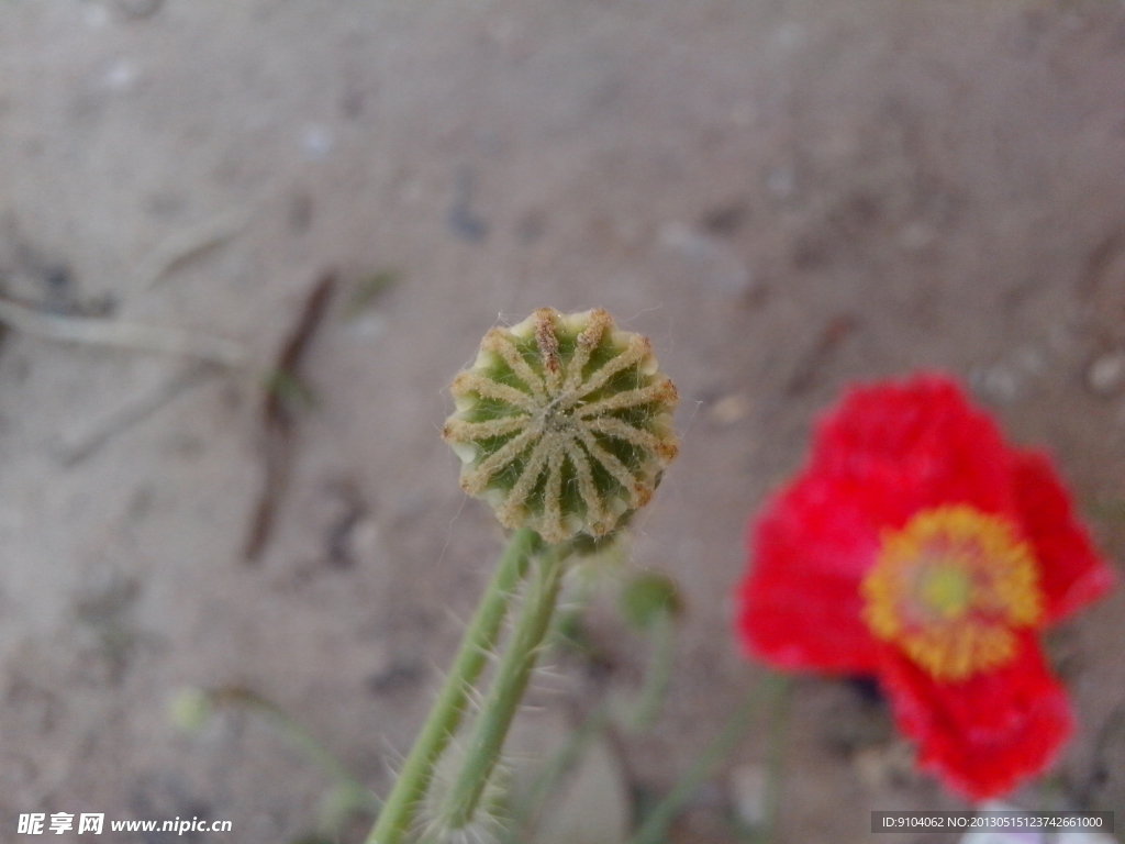 烟花壳